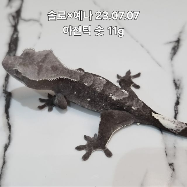 아잔틱