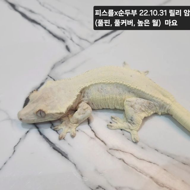 릴리화이트 트라이