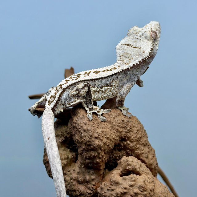 노멀 트라이 쿼드