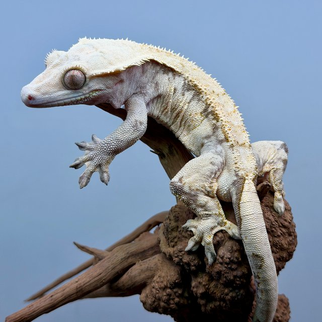 노멀 트라이 화이트스팟 화이트