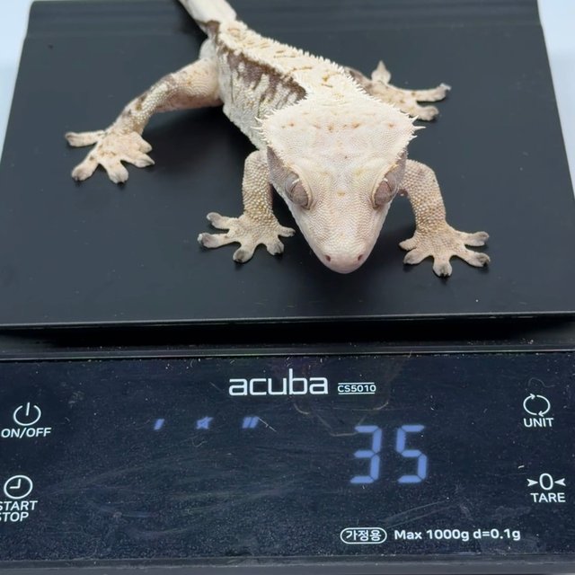 노멀 트라이 드리피 화이트 화이트스팟