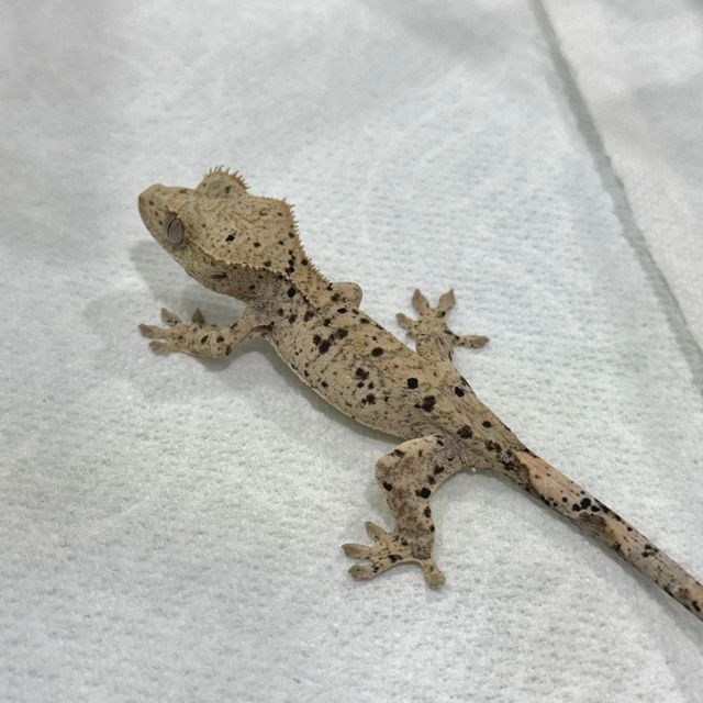 달마시안 슈퍼달마시안