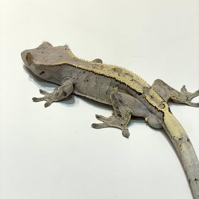 세이블