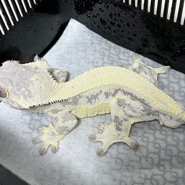 프라푸치노 솔리드백