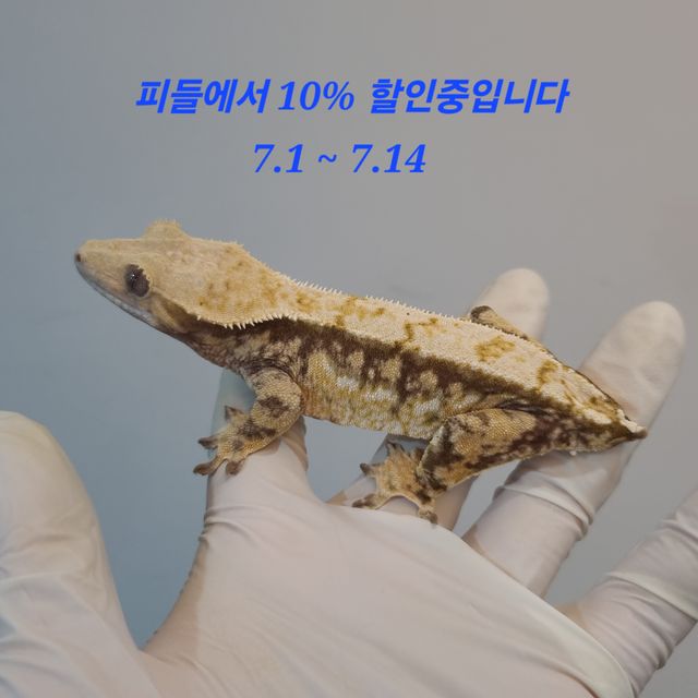 트라이 익스트림할리퀸 노멀