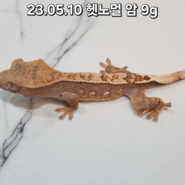 100%헷아잔틱