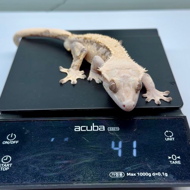 노멀 트라이 화이트스팟 화이트