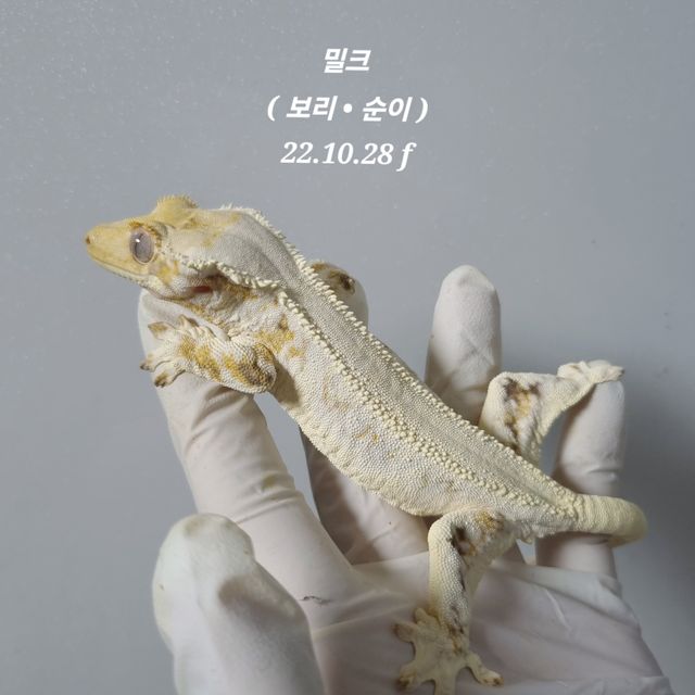 릴리화이트 트라이