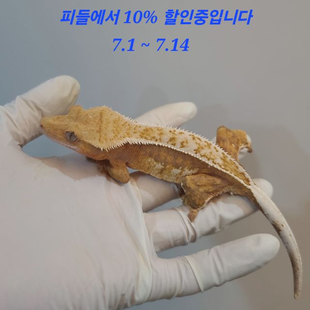 노멀 트라이 풀핀 레드 익스트림할리퀸 쿼드