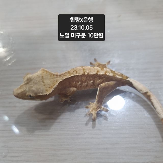 노멀