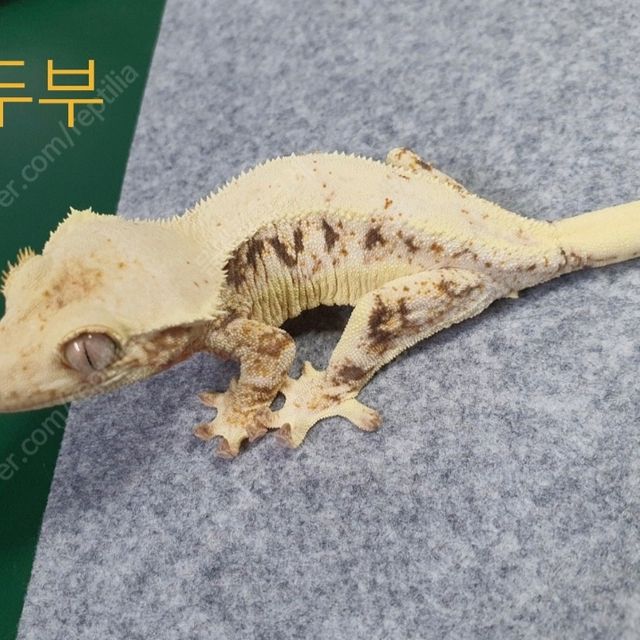 릴리화이트