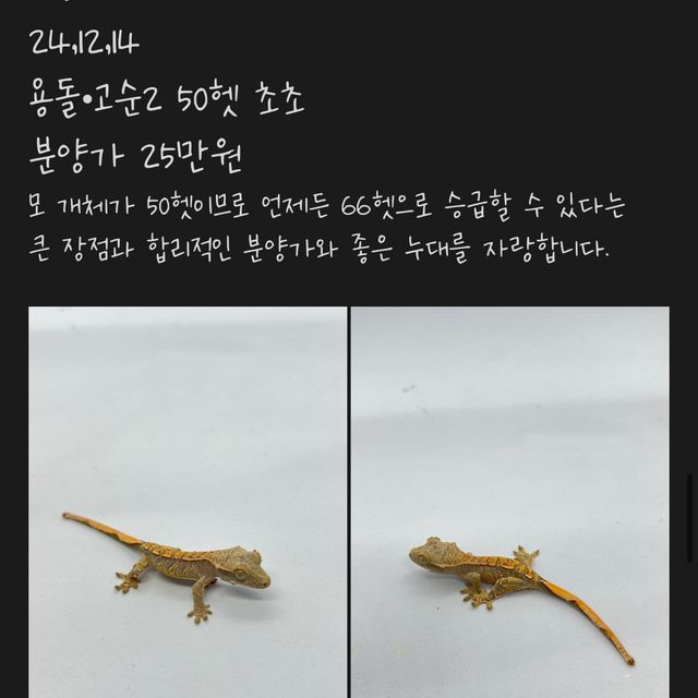 노멀