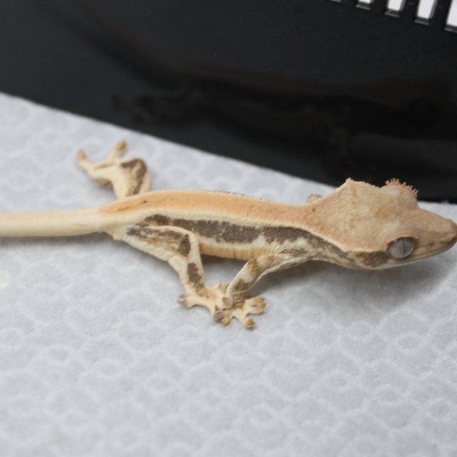 릴리화이트 솔리드백