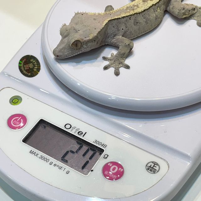 세이블