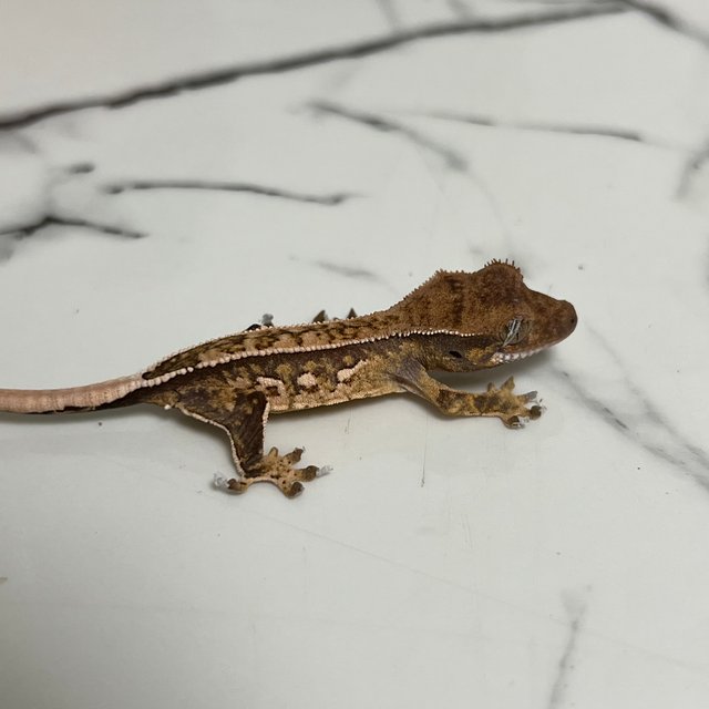 노멀 트라이 쿼드 풀핀 화이트스팟 드리피