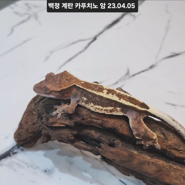카푸치노