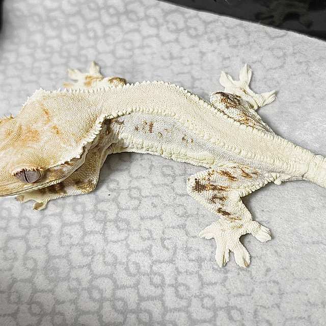 릴리화이트 솔리드백