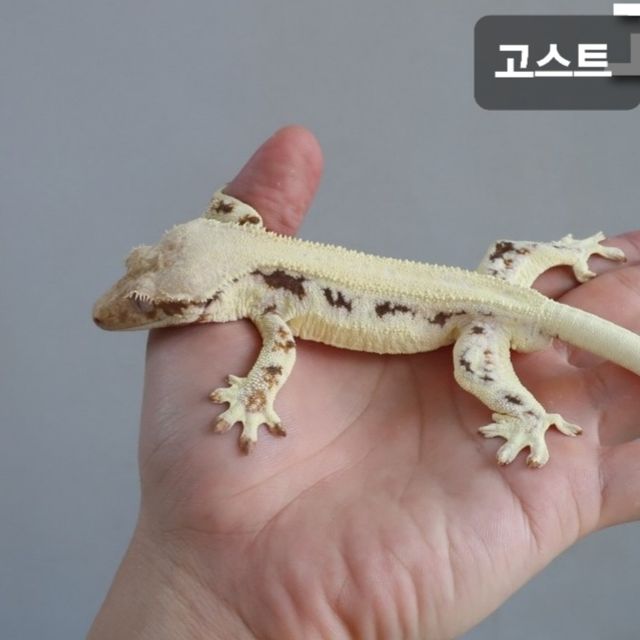 릴리화이트