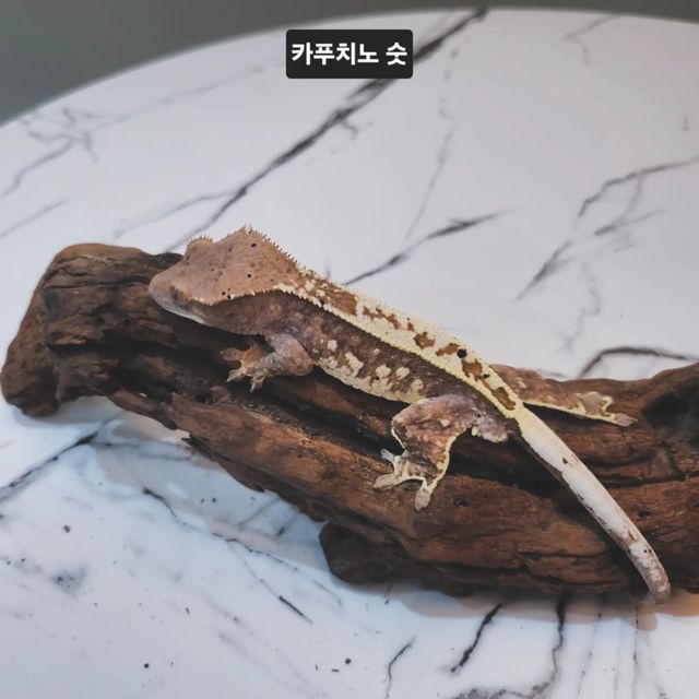 카푸치노