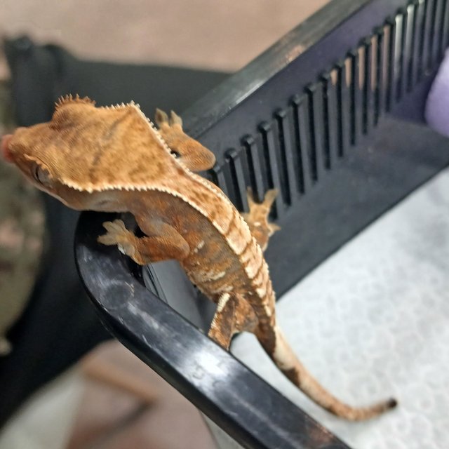 노멀 익스트림할리퀸 할리퀸