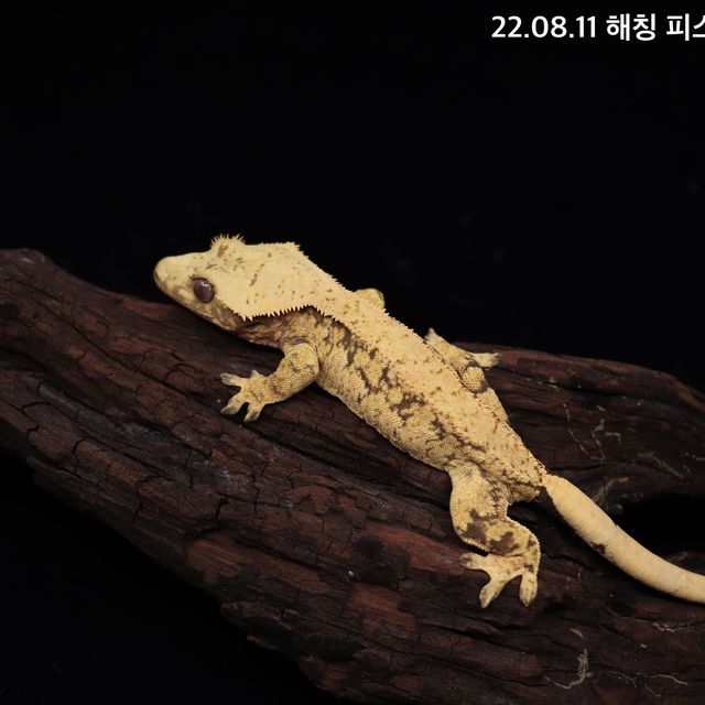 트라이 익스트림할리퀸 화이트스팟