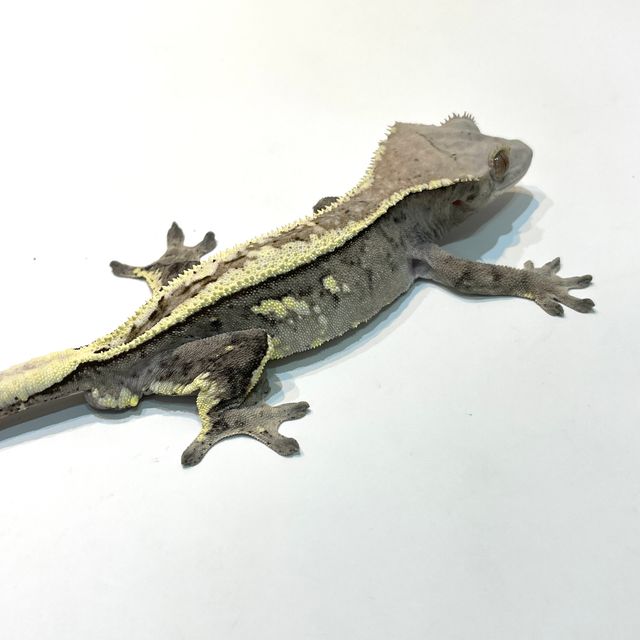세이블