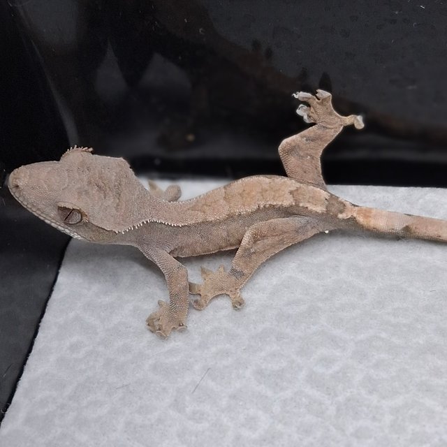 세이블 100%헷아잔틱