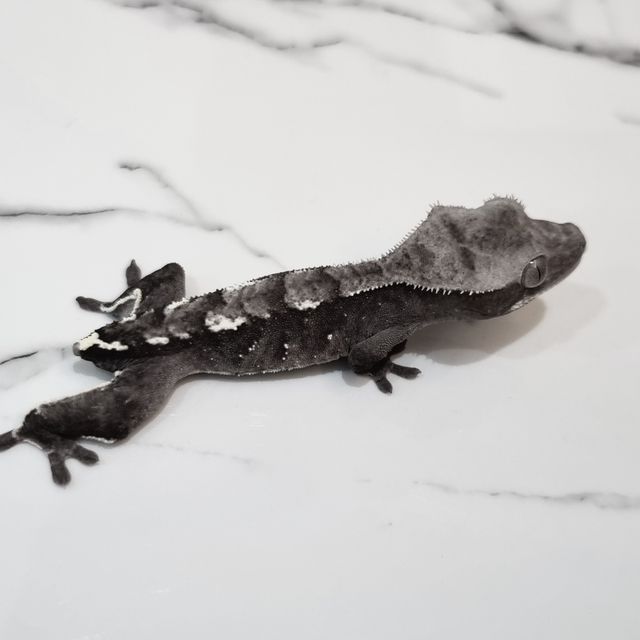 아잔틱