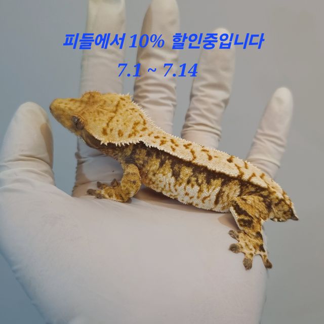 트라이 익스트림할리퀸 노멀