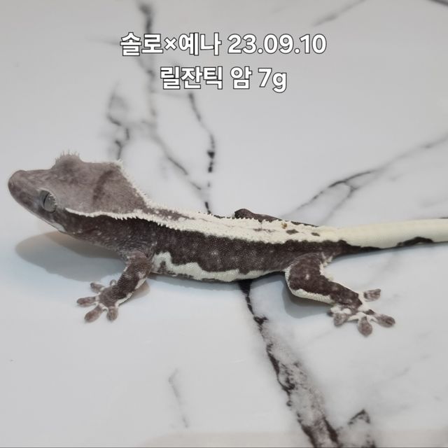 릴잔틱