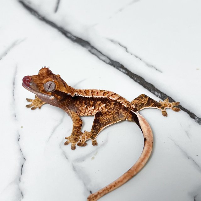 노멀 트라이 익스트림할리퀸 화이트스팟