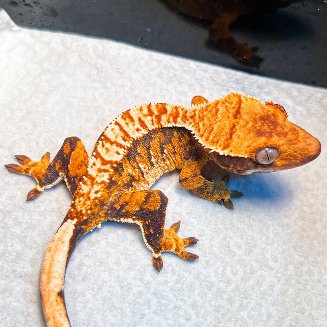 노멀 트라이 익스트림할리퀸 텐저린