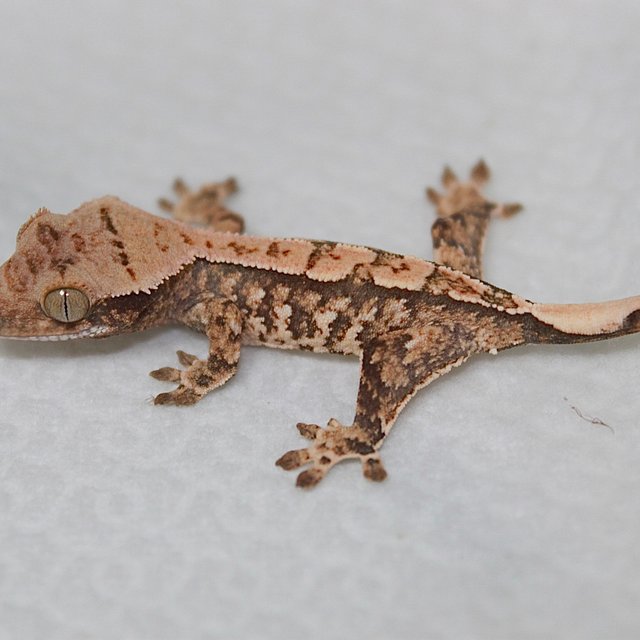 노멀 트라이 쿼드 화이트스팟 드리피