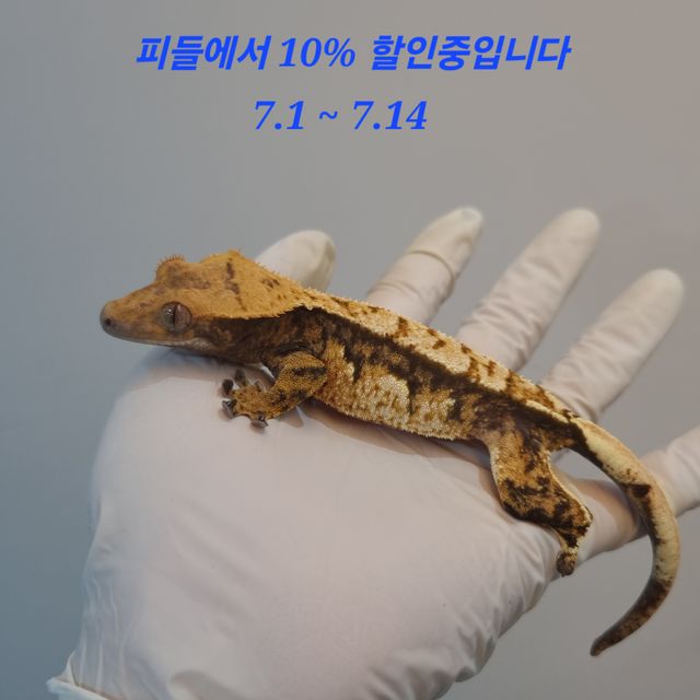 노멀 트라이 익스트림할리퀸