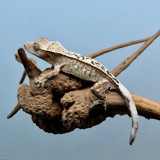 노멀 트라이 쿼드 풀핀