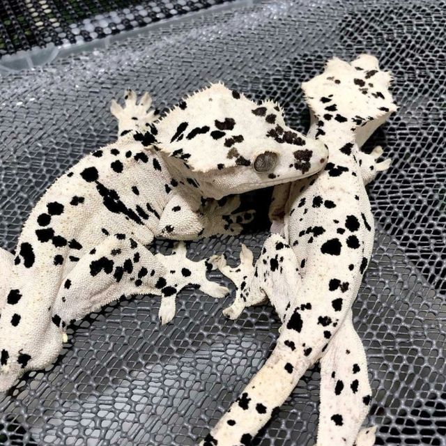 달마시안