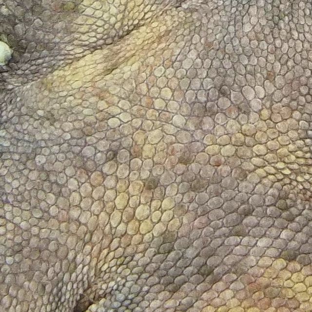 100%헷아잔틱