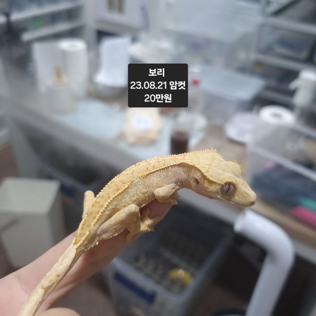 트라이