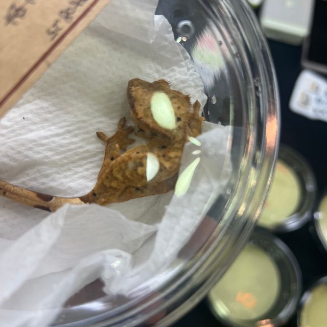 달마시안