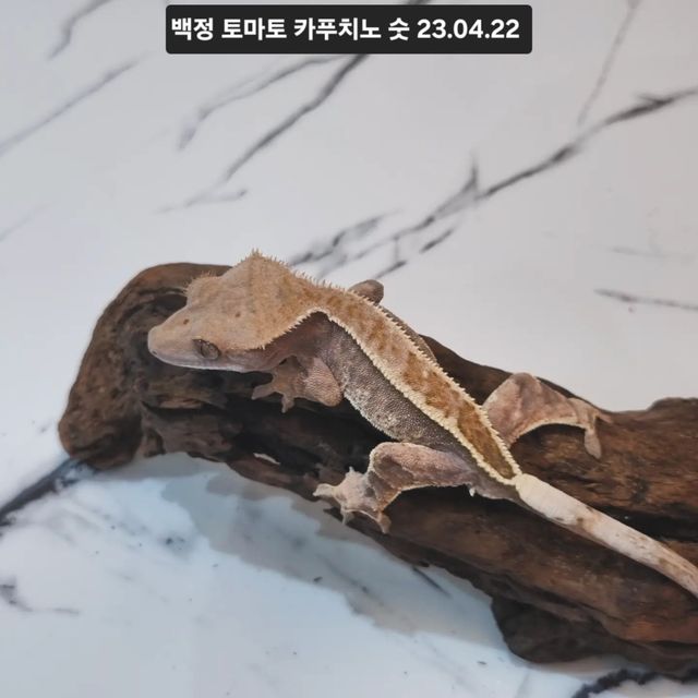 카푸치노