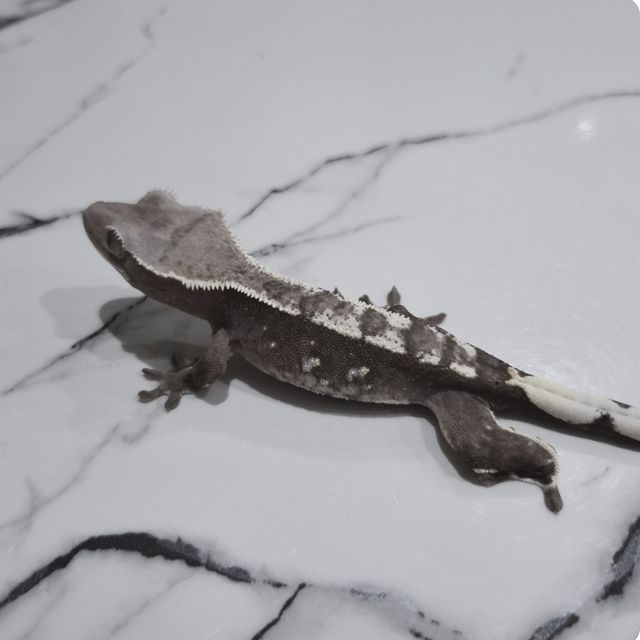 아잔틱