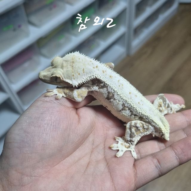 릴리화이트