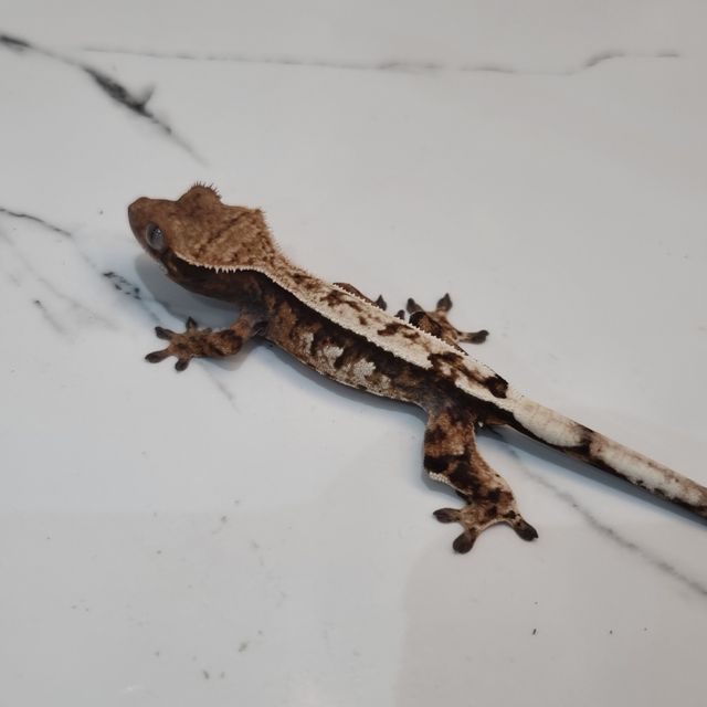 세이블
