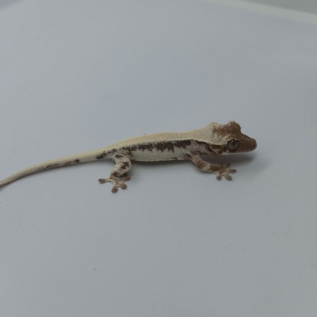 세이블