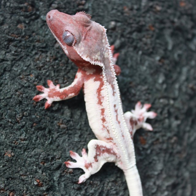 릴리화이트 초초