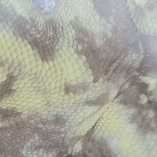 릴리 세이블