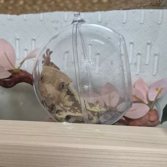 릴리화이트 풀핀