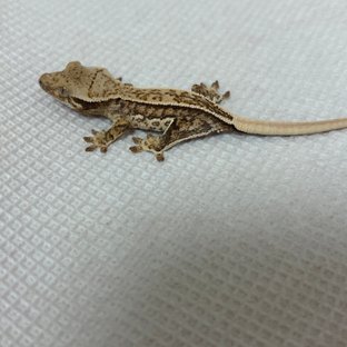 트라이 풀핀 핀스트라이프