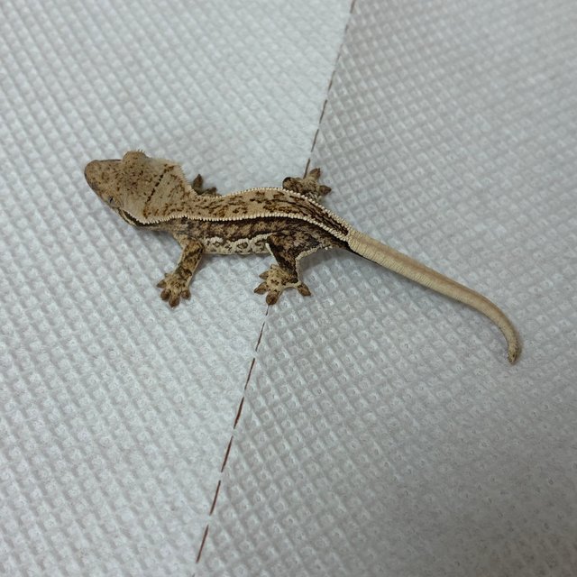 트라이 풀핀 핀스트라이프