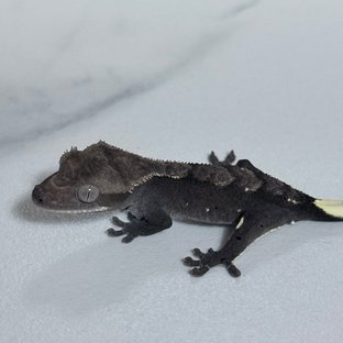 아잔틱